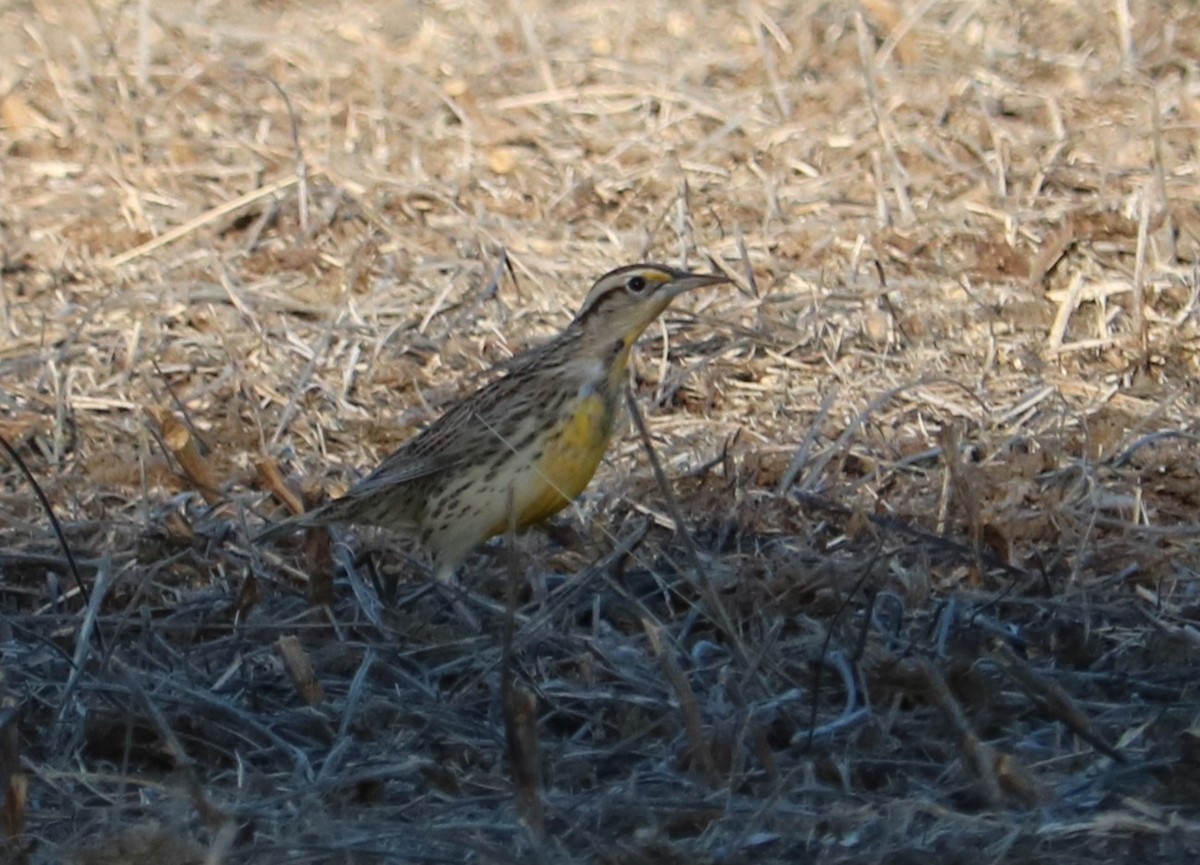 Eastern Meadowlark - ML645305772