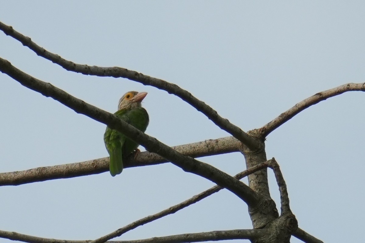 Lineated Barbet - ML645305774