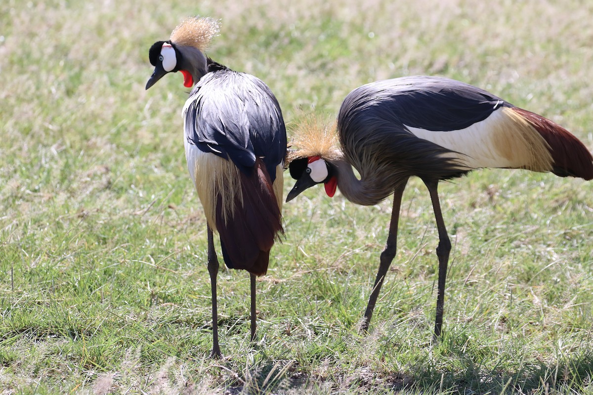 Gray Crowned-Crane - ML645305776