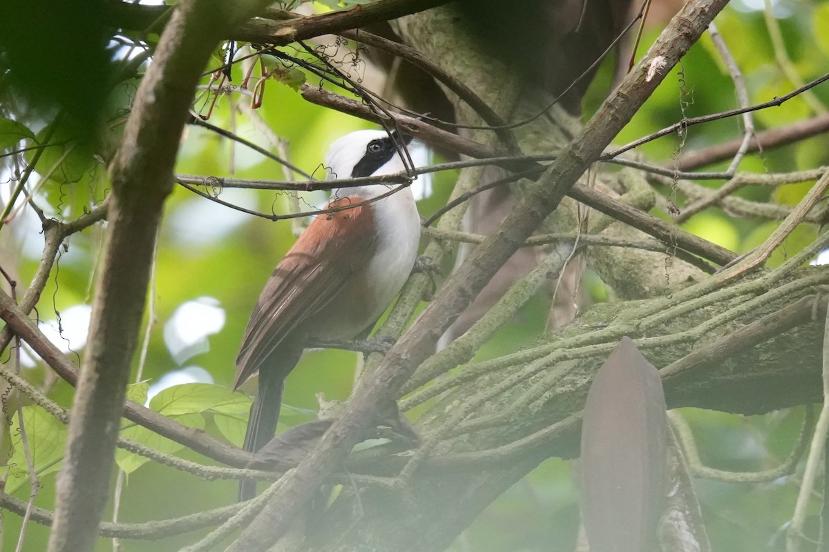 White-crested Laughingthrush - ML645305780