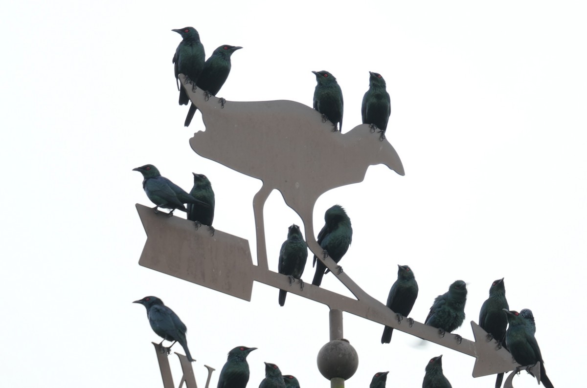 Красноглазый скворец - ML645305792