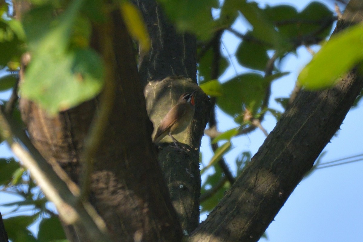 Siberian Rubythroat - ML645305797