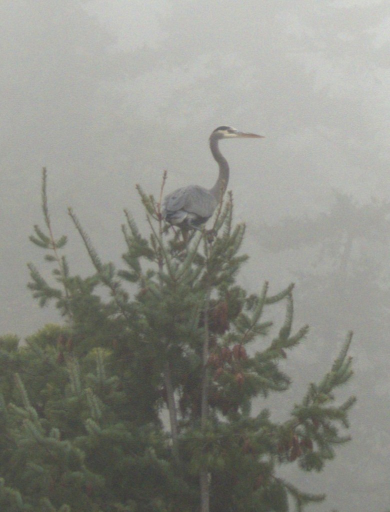 Great Blue Heron - ML645305809