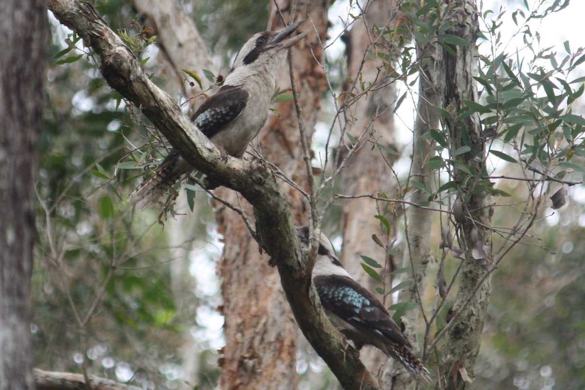 Laughing Kookaburra - ML645305815