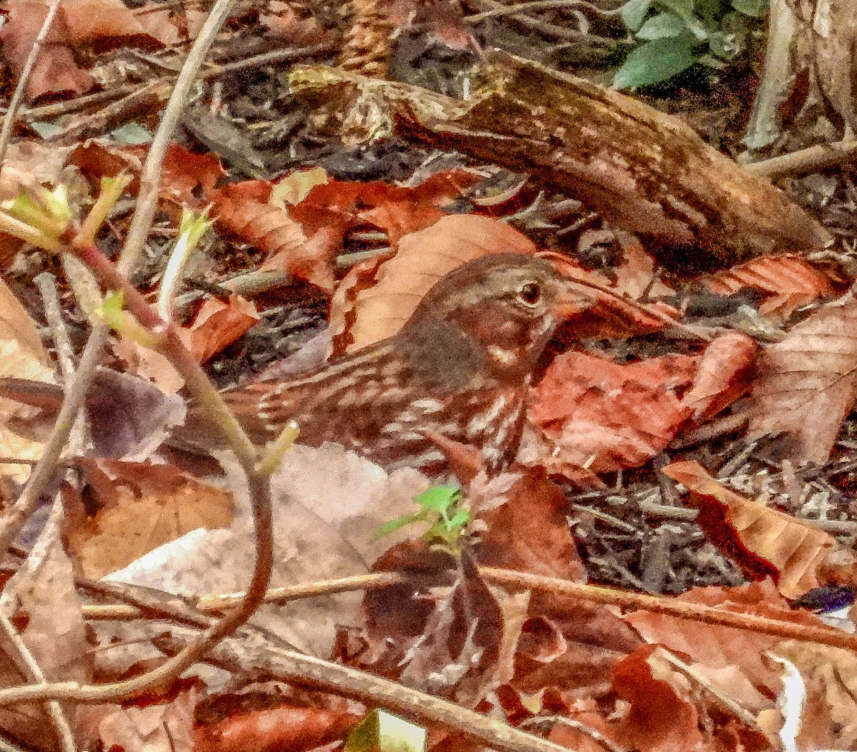 Fox Sparrow (Red) - ML645305818