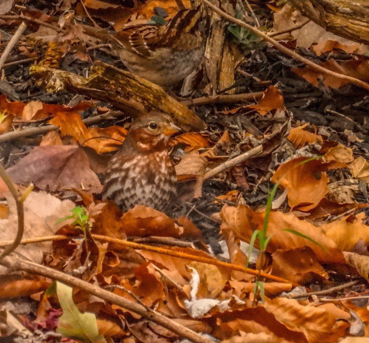 Fox Sparrow (Red) - ML645305819