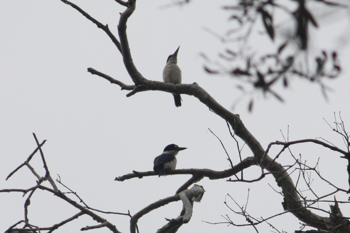 Forest Kingfisher - ML645305825