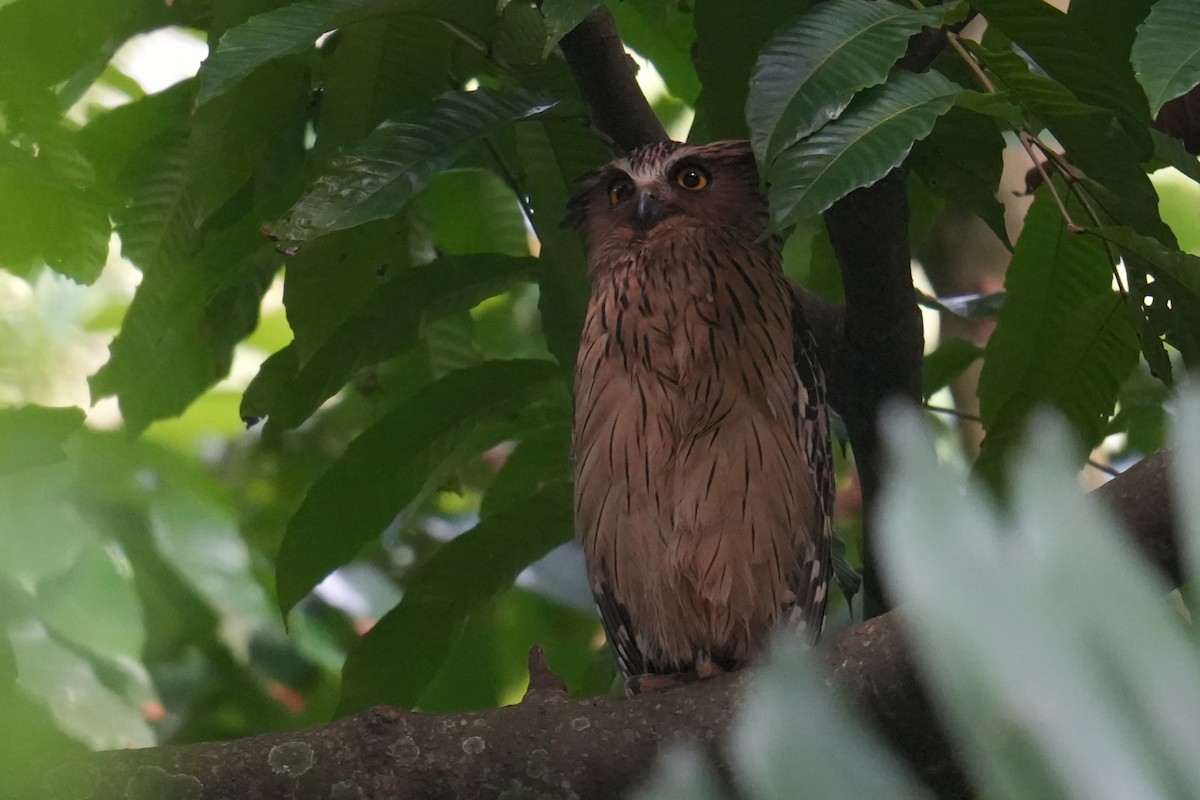 Buffy Fish-Owl - ML645305831