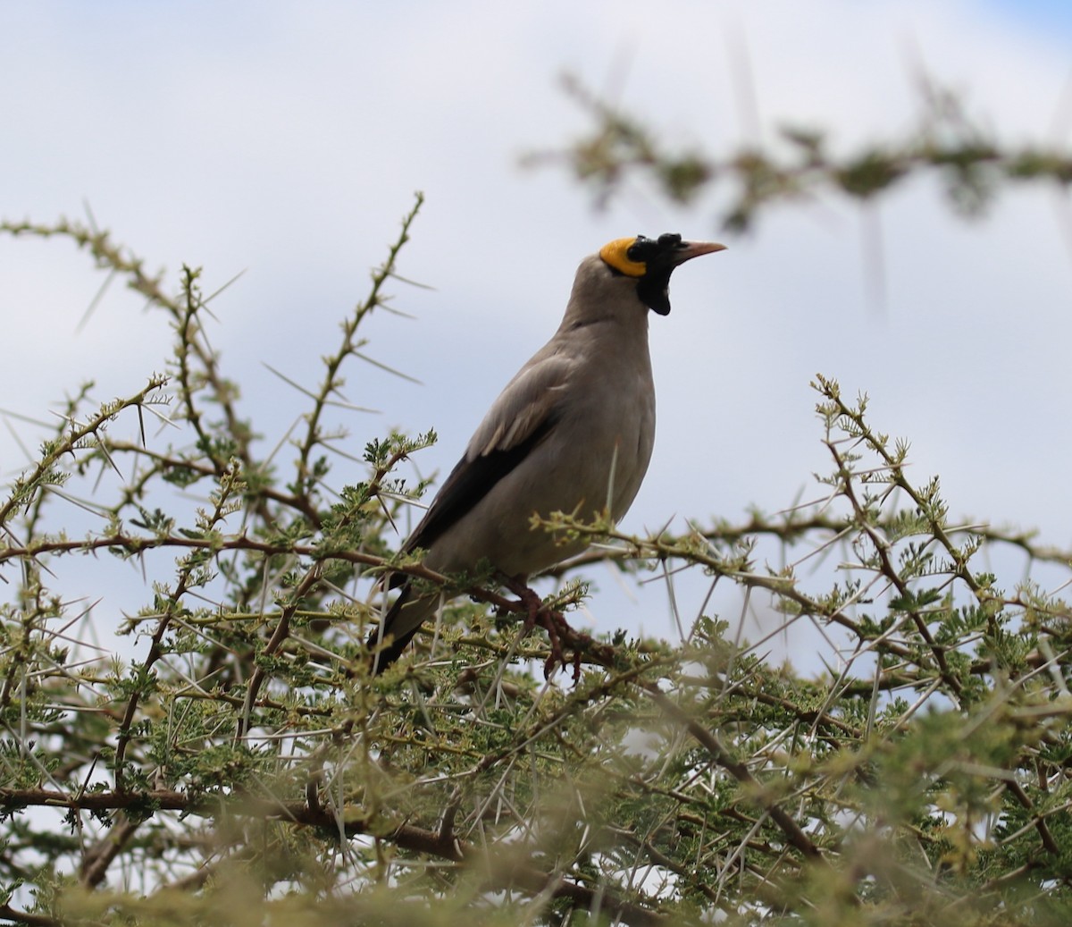 Wattled Starling - ML645305851