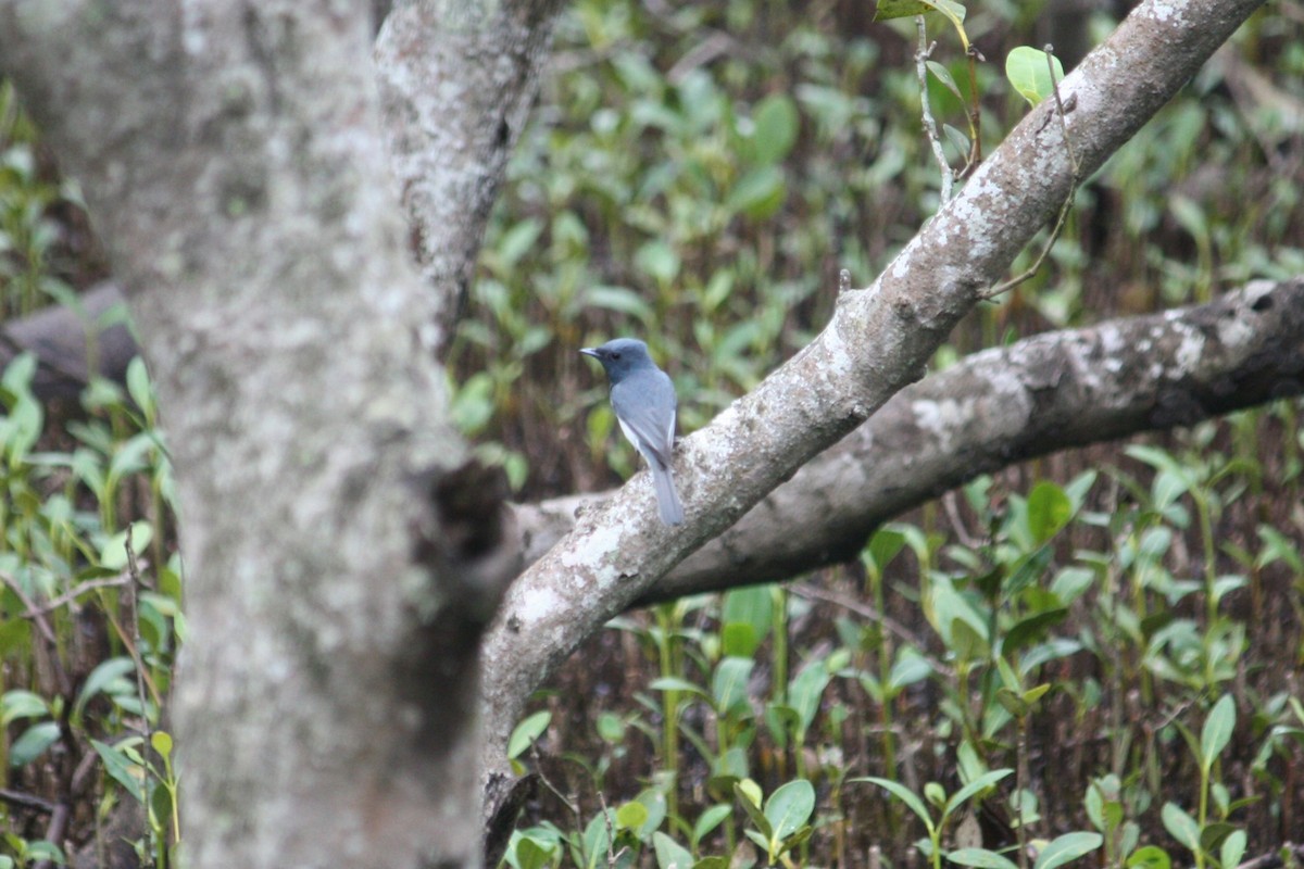 Leaden Flycatcher - ML645305864