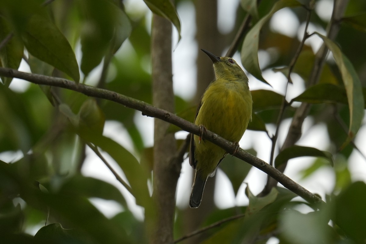 Brown-throated Sunbird - ML645305880