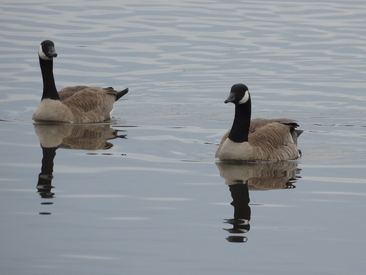 Barnacla Canadiense Grande - ML645305883