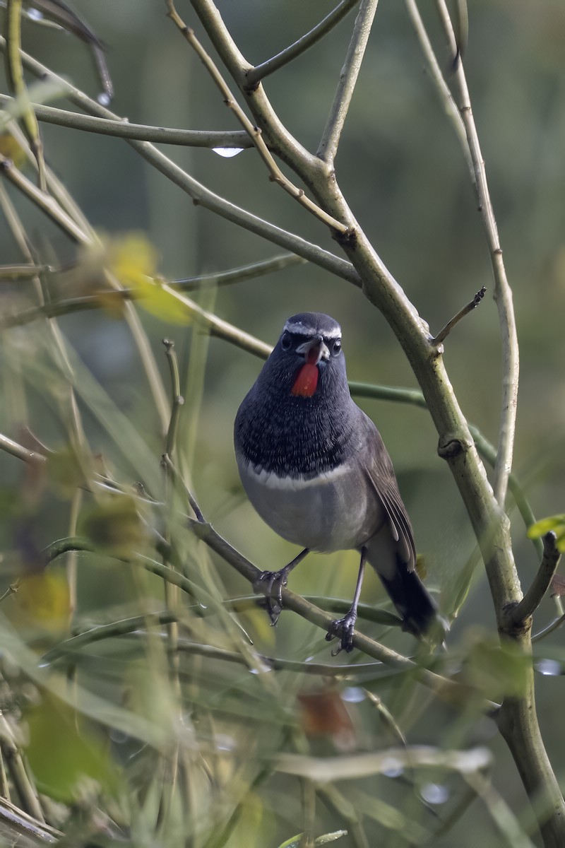 Himalayan Rubythroat - ML645305894