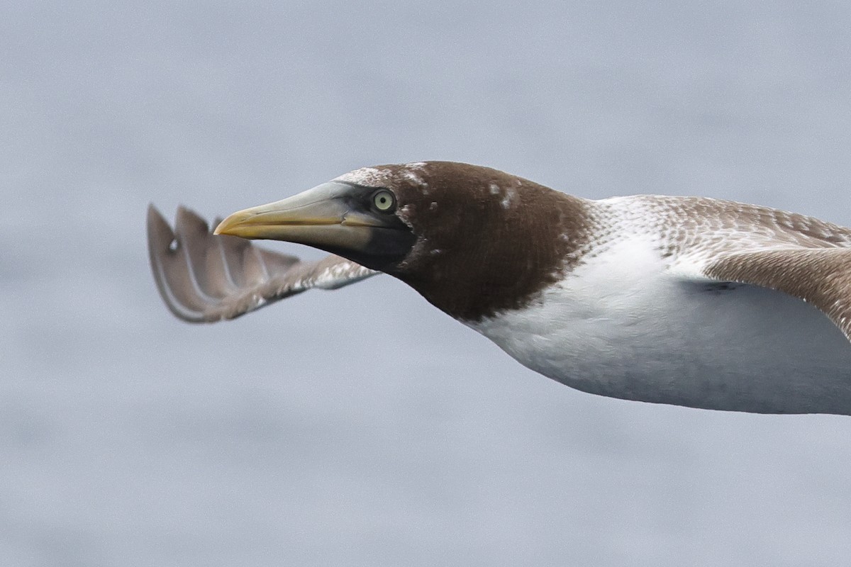 Masked/Nazca Booby - ML645305918