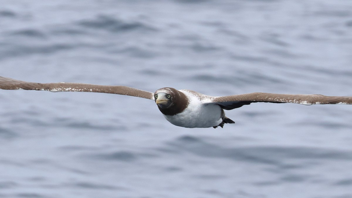 Masked/Nazca Booby - ML645305923