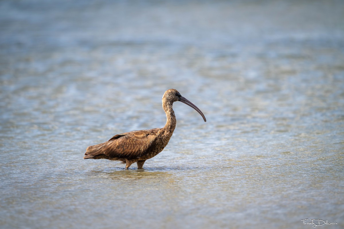 Glossy Ibis - ML645305925