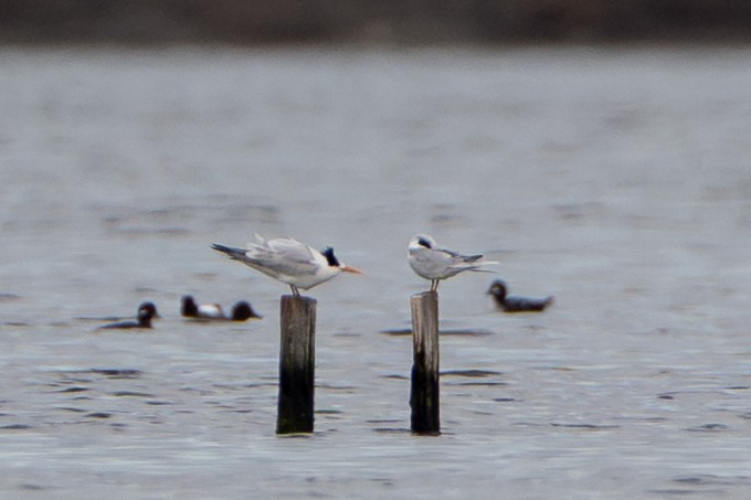 Elegant Tern - ML645305938