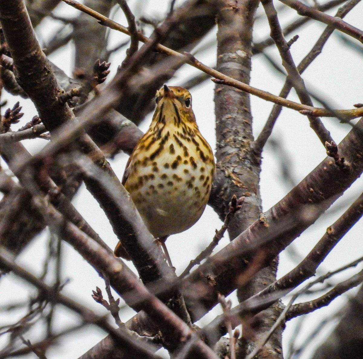 Grive solitaire - ML645305939