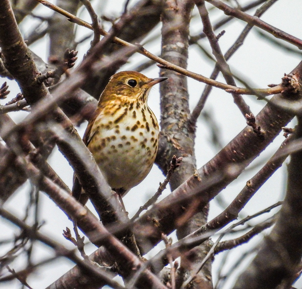 Grive solitaire - ML645305940