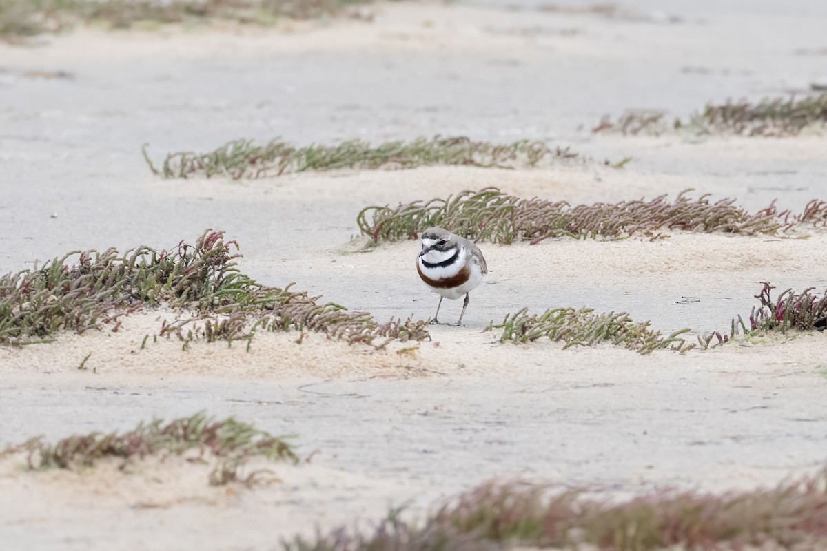 Double-banded Plover - ML645305943