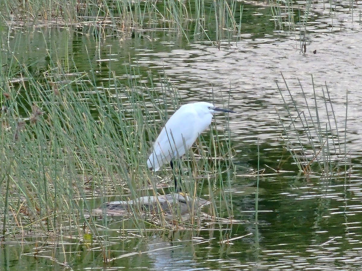 Aigrette garzette - ML645305944