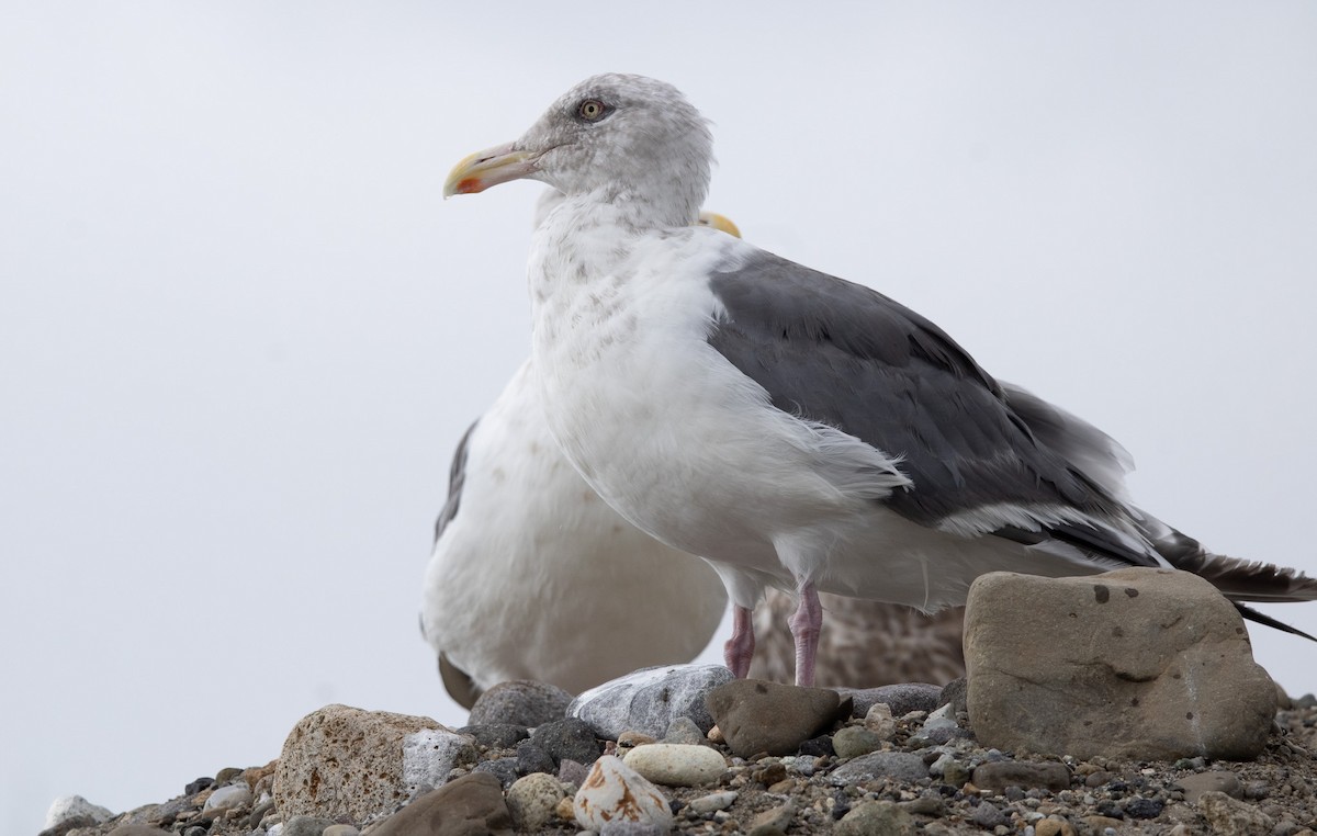 Slaty-backed Gull - ML645305945
