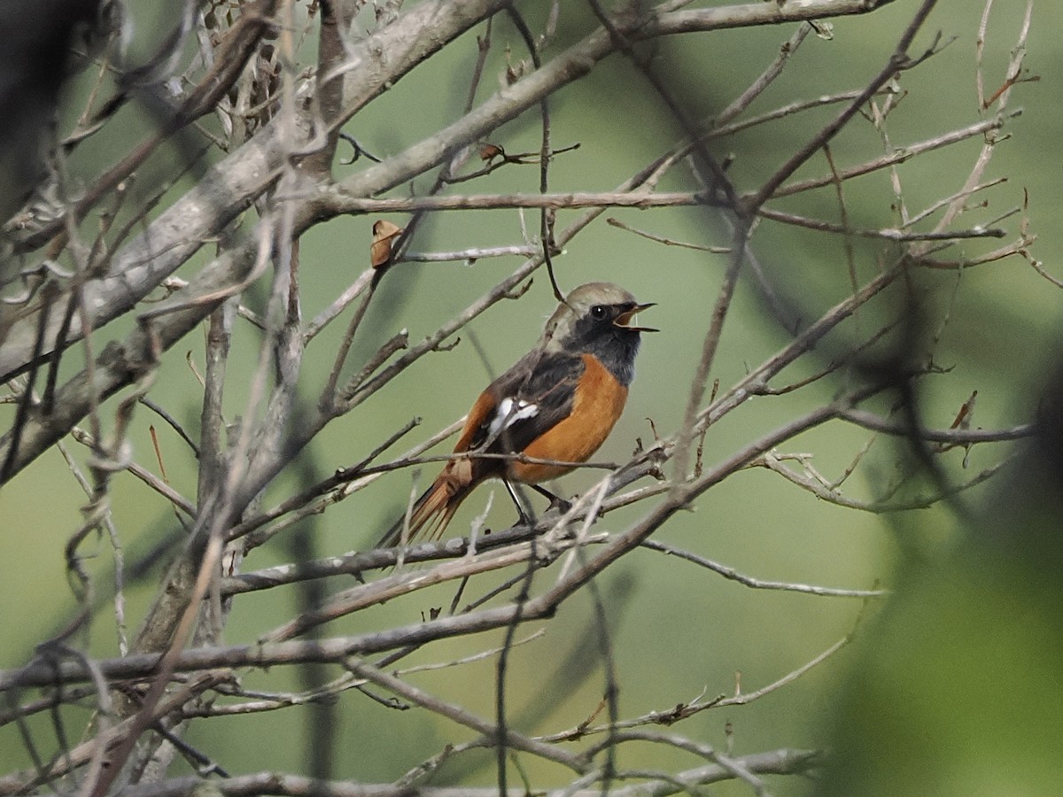 aurorarødstjert - ML645305948