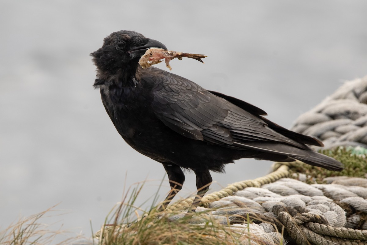 svartkråke (orientalis) - ML645305954