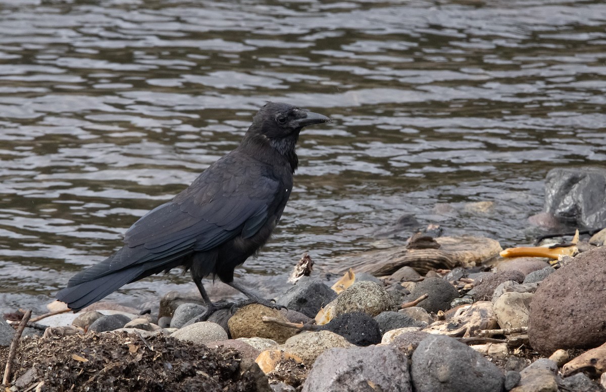 svartkråke (orientalis) - ML645305955