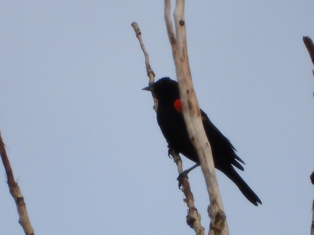 Красноплечий трупиал - ML645305960