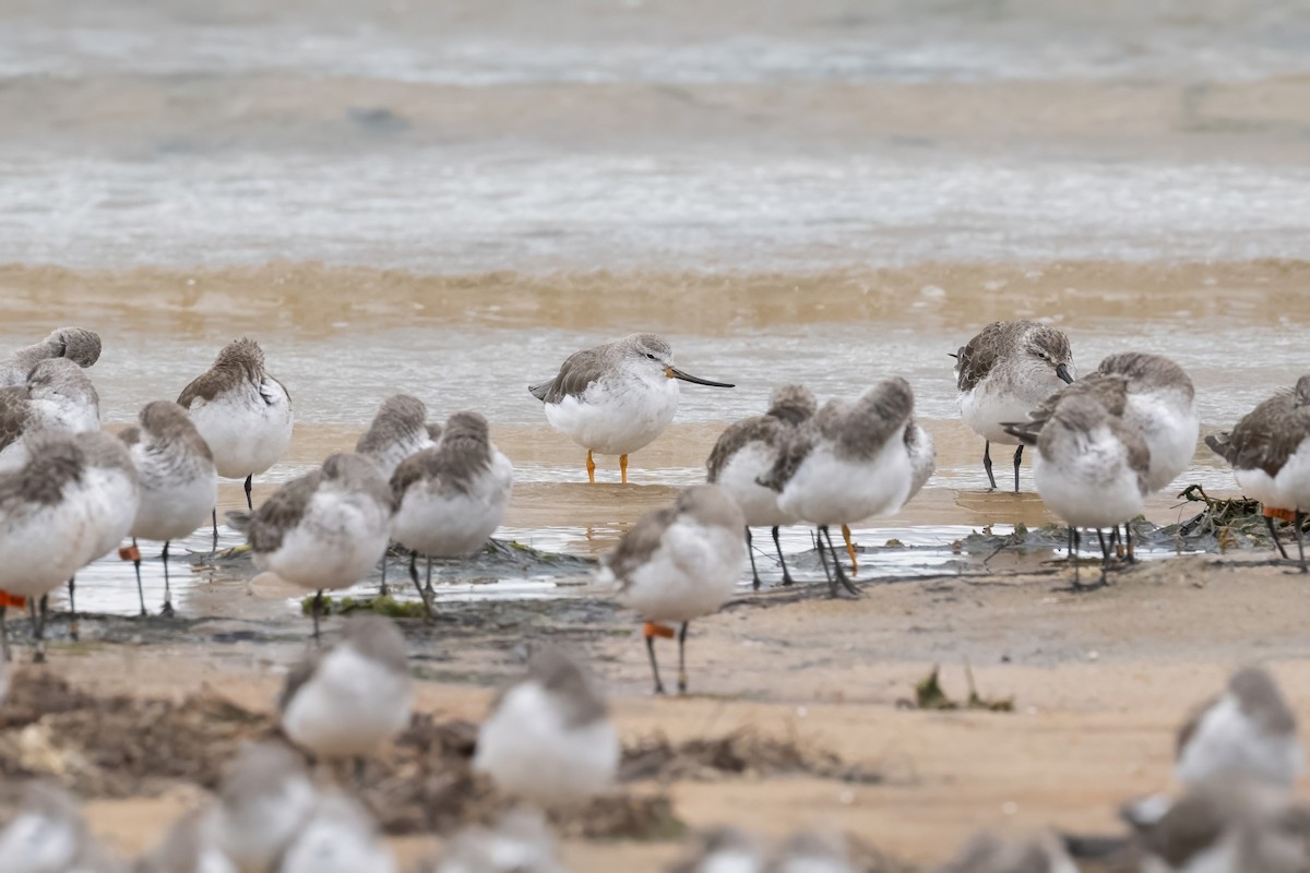 Terek Sandpiper - ML645305961