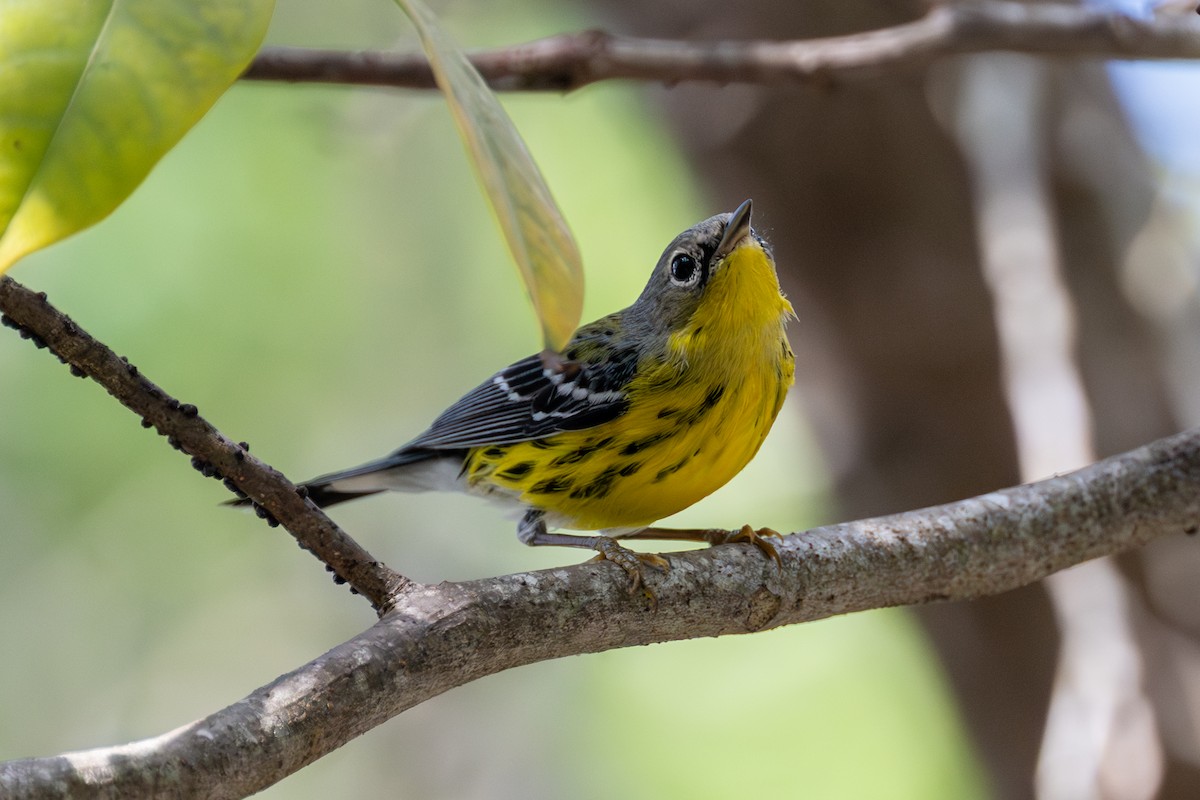 Magnolia Warbler - ML645305965