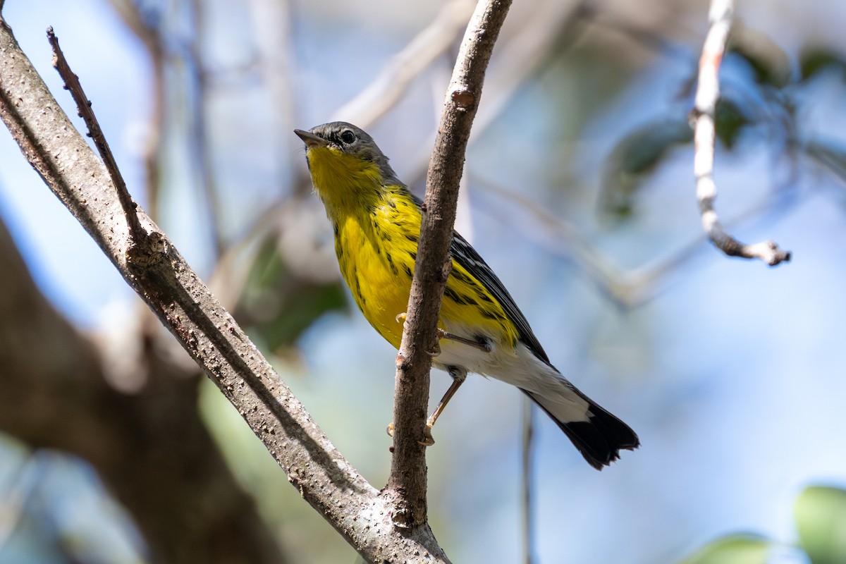 Magnolia Warbler - ML645305966