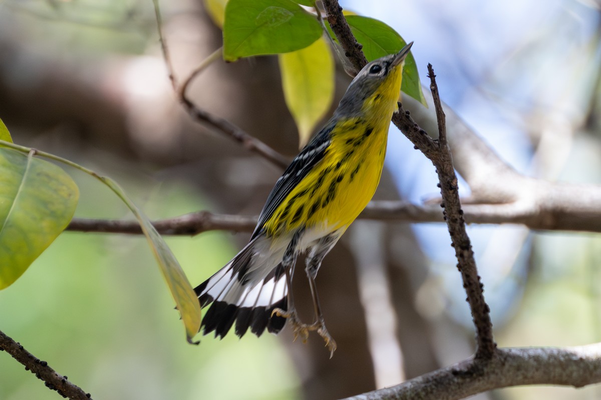 Magnolia Warbler - ML645305967