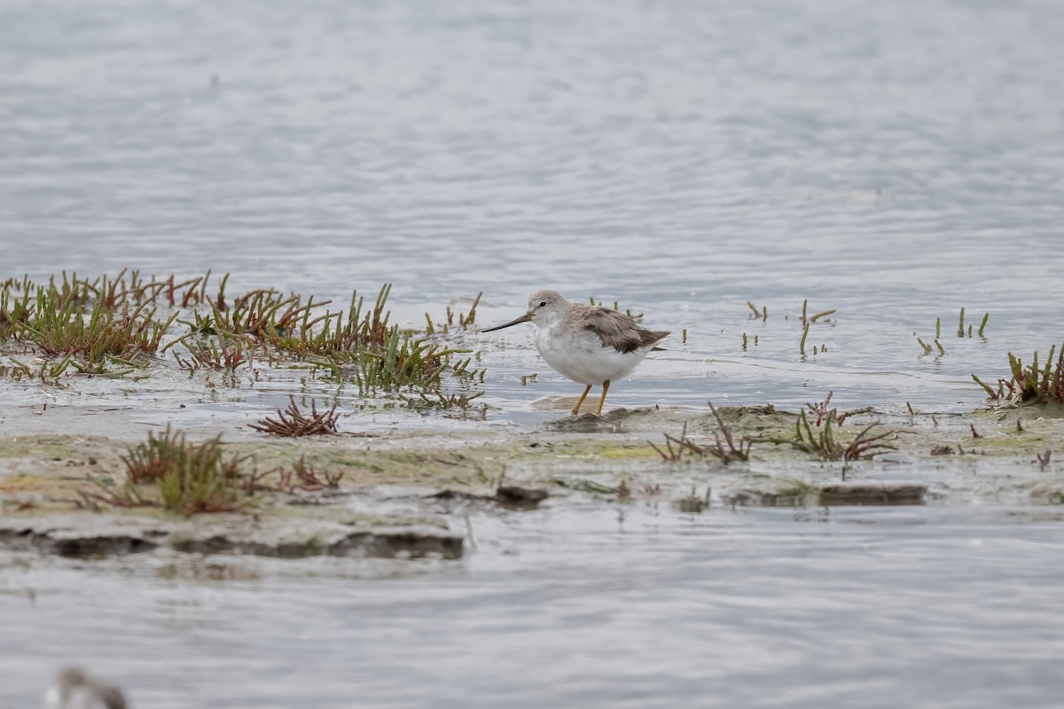 Terek Sandpiper - ML645305968