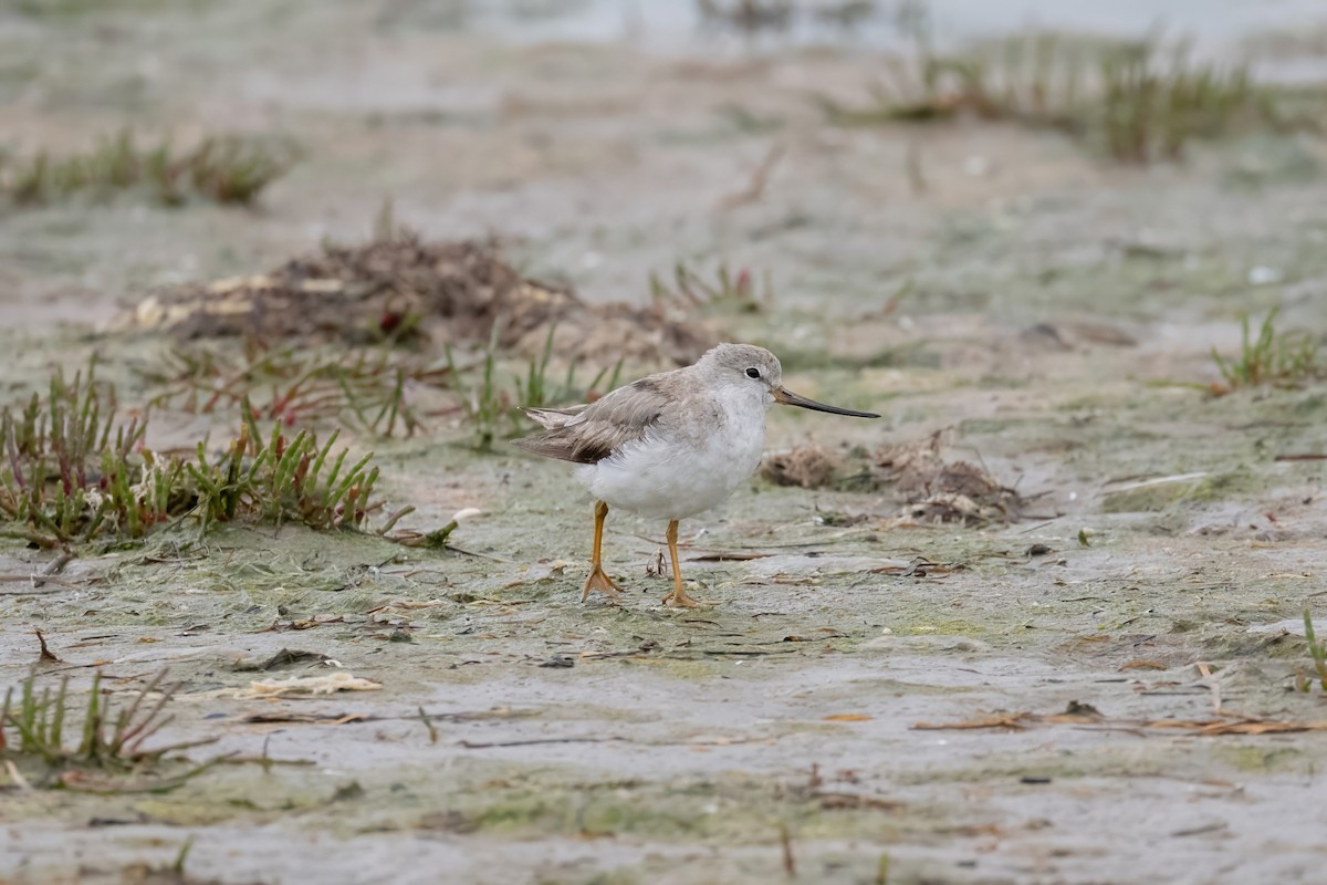 Terek Sandpiper - ML645305970