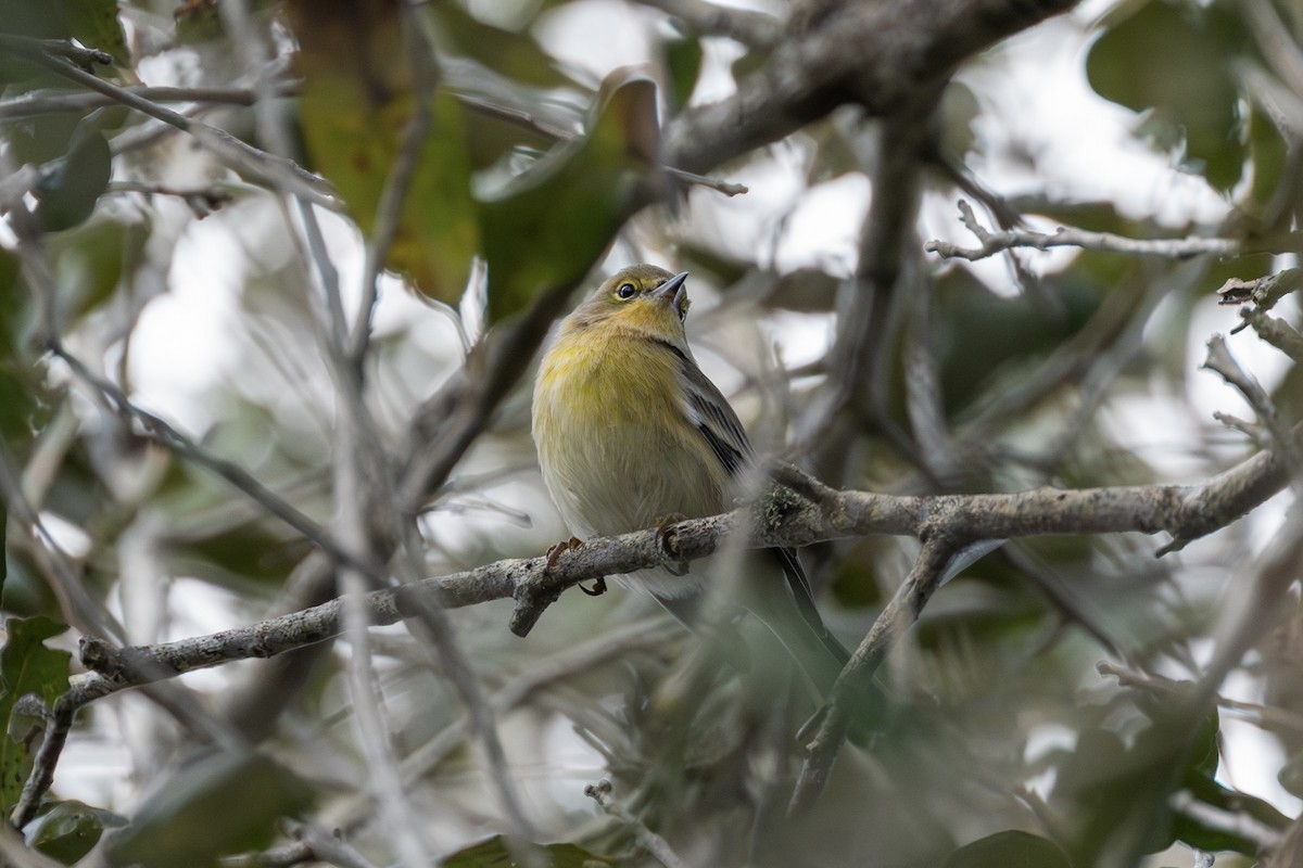 Pine Warbler - ML645305974