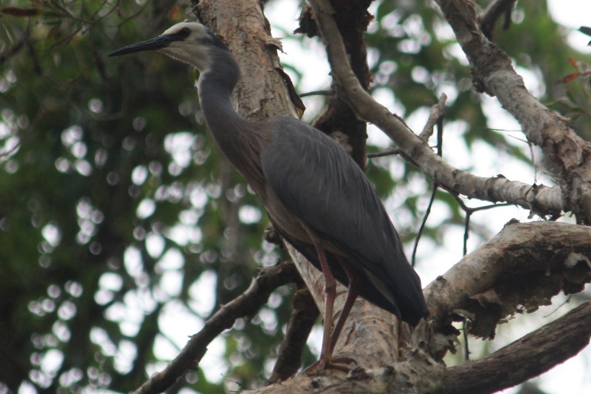 White-faced Heron - ML645305977
