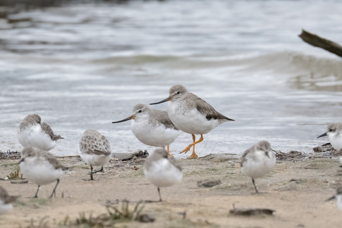 Terek Sandpiper - ML645305978