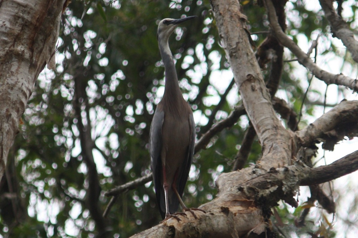 White-faced Heron - ML645305979