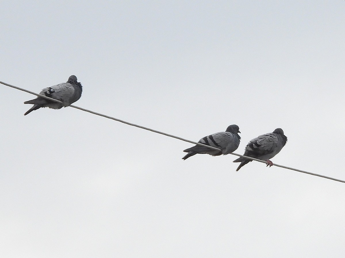 יונת בית - ML645305981