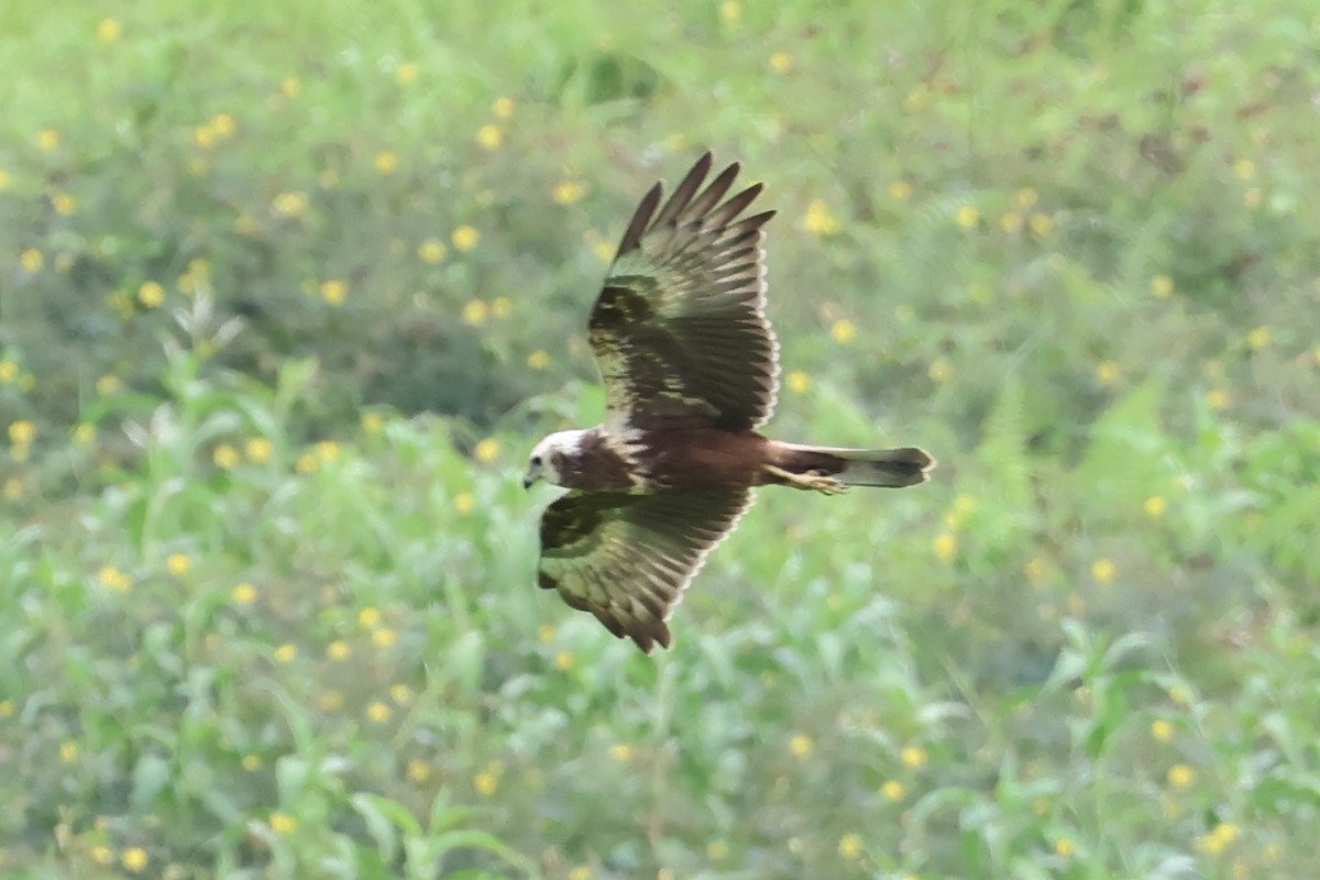 Eastern Marsh Harrier - ML645305982