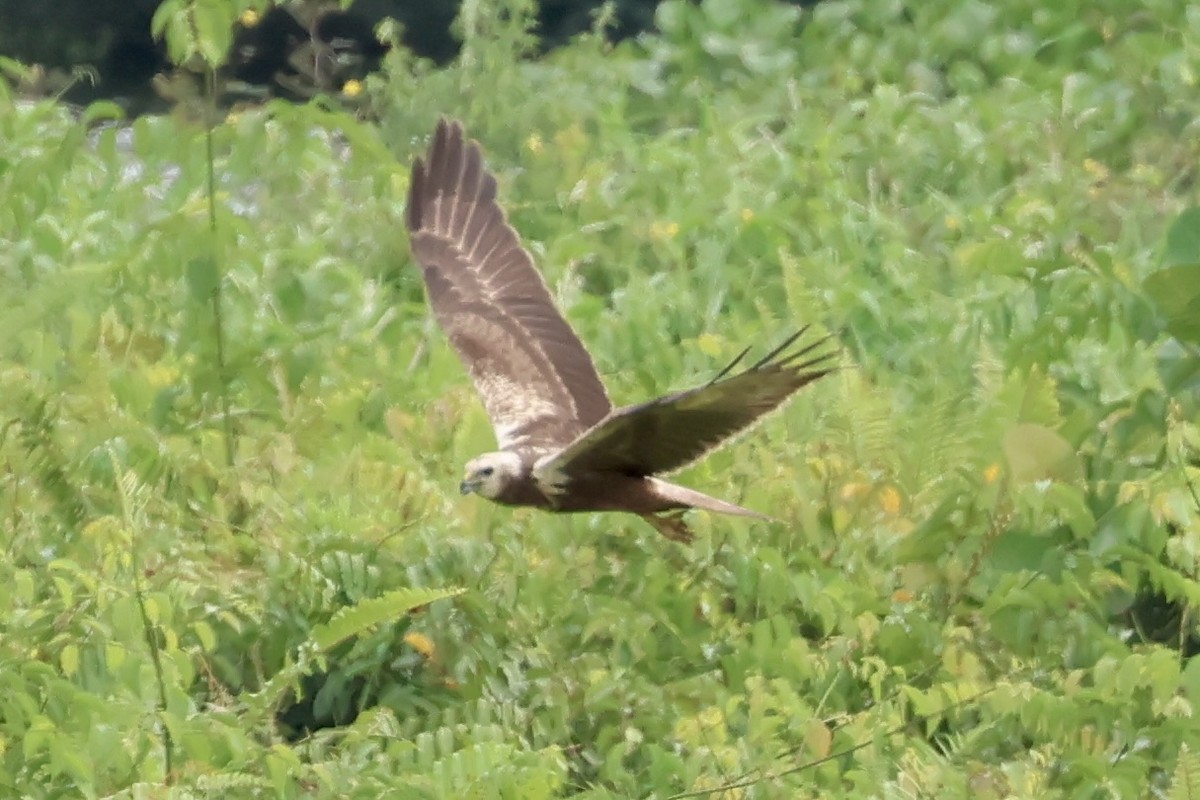 Eastern Marsh Harrier - ML645305983