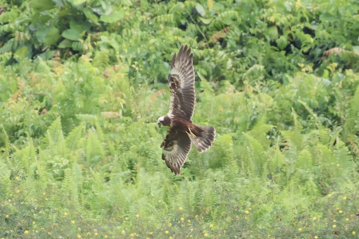 Eastern Marsh Harrier - ML645305984