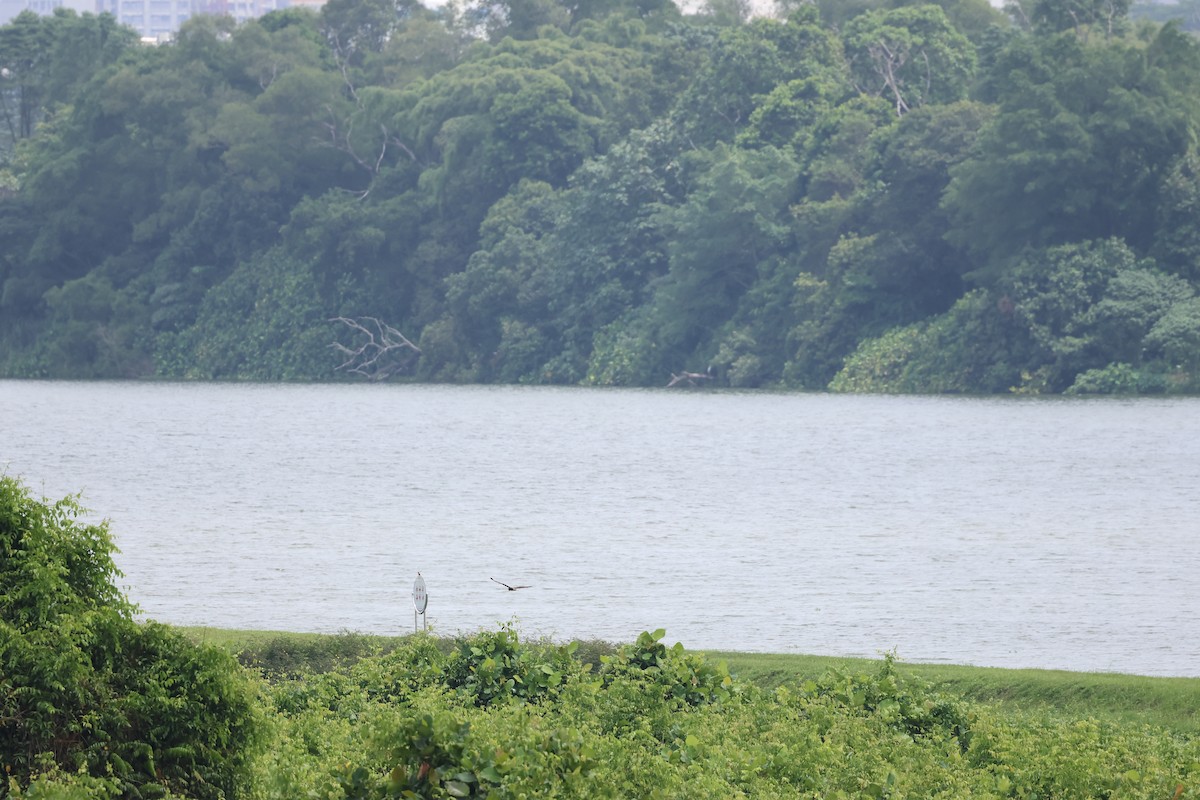 Eastern Marsh Harrier - ML645305985