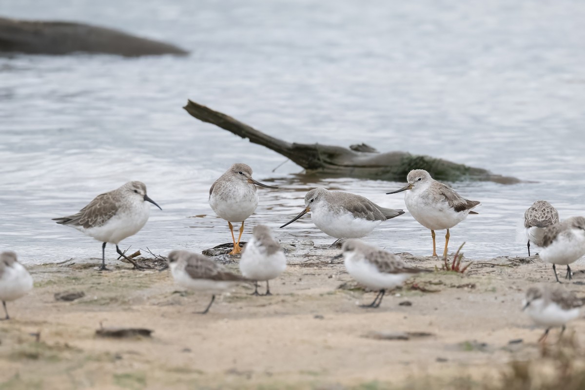 Terek Sandpiper - ML645305986