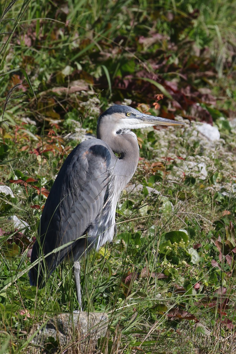 Great Blue Heron (Great Blue) - ML645305988