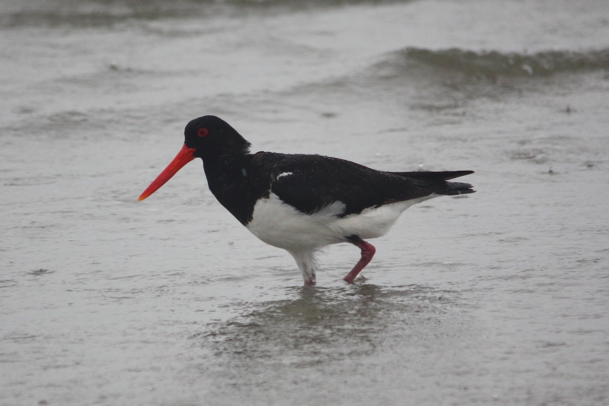 Pied Oystercatcher - ML645305990