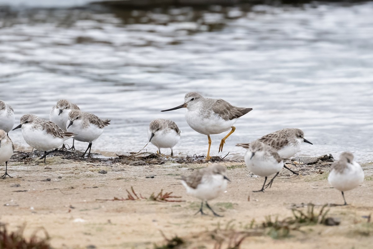 Terek Sandpiper - ML645305992