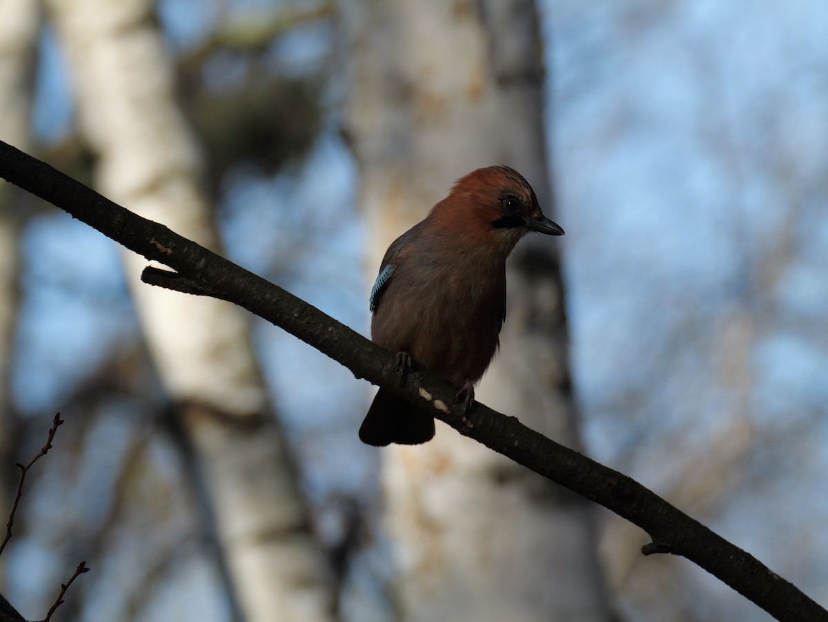 nøtteskrike (brandtii gr.) - ML645305994